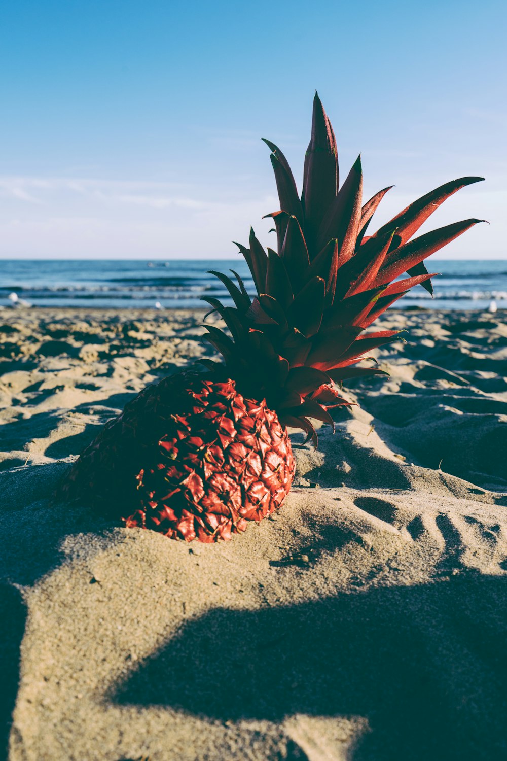 pineapple on shore