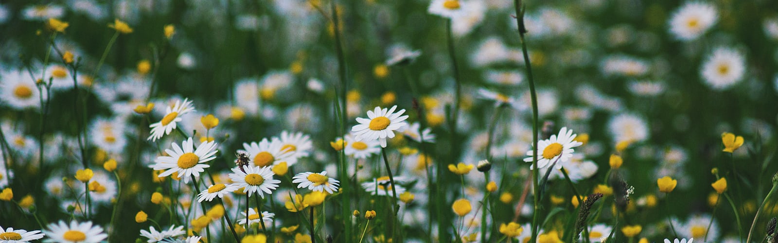 Spring swing 11 best free swing spring daisy and flower Spring swing 11 best free swing spring daisy and flower