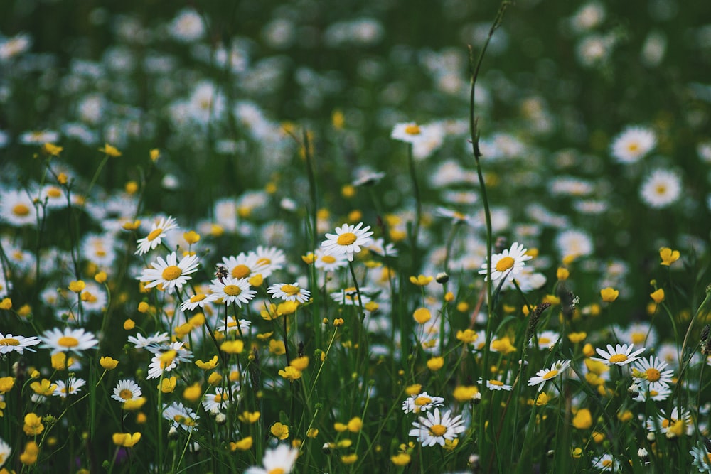 weißblättriges Blumenfeld tagsüber