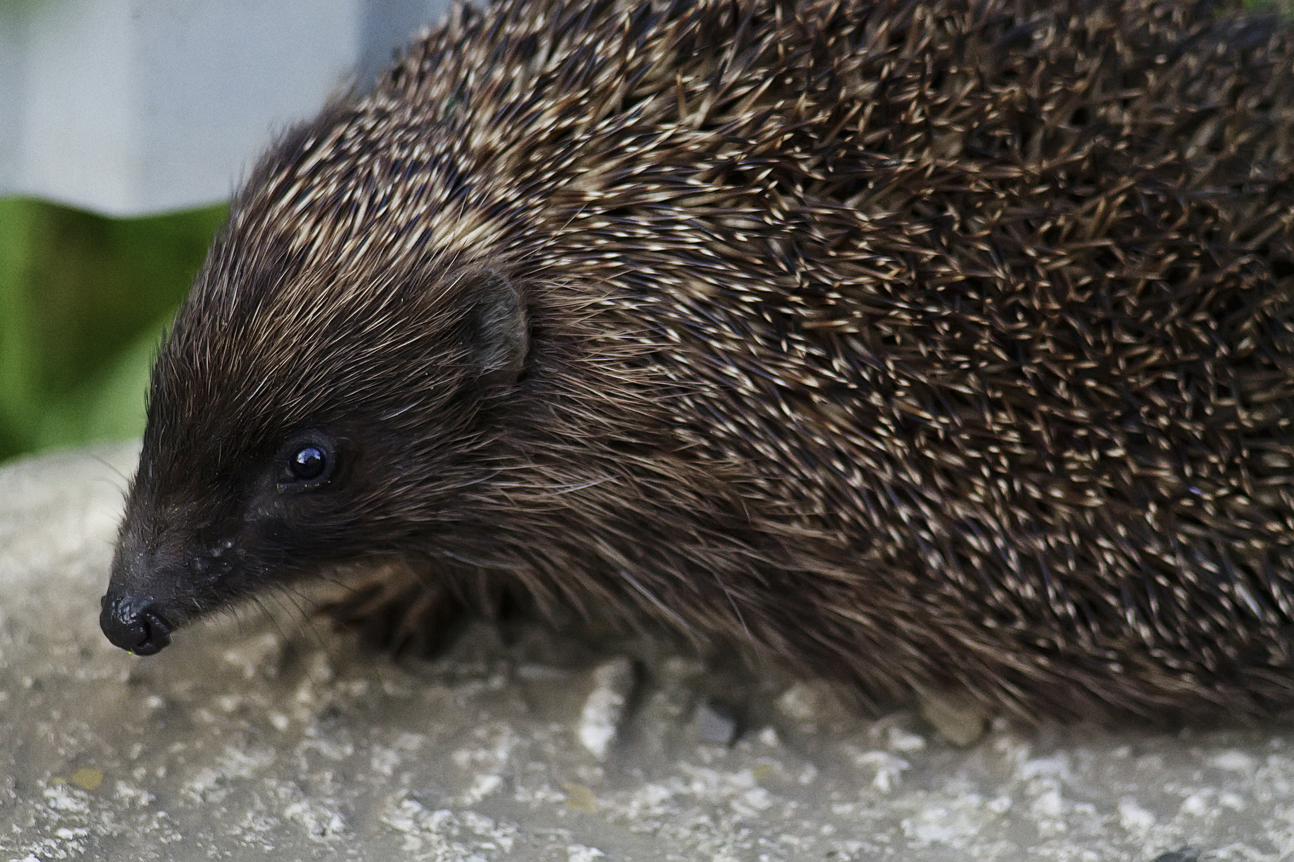 Free Unsplash photo from Roksolana Zasiadko