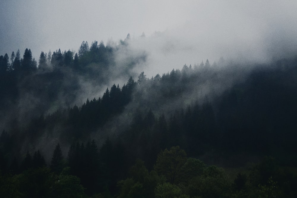 Foto de bosque verde bajo cielo oscuro