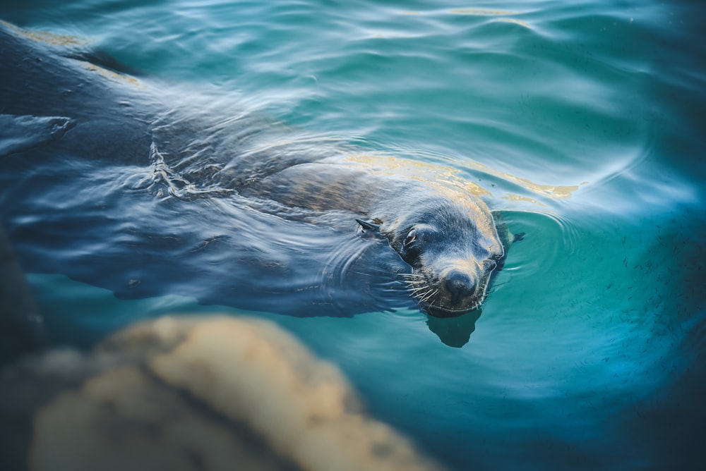 Sealion che nuota nell'acqua