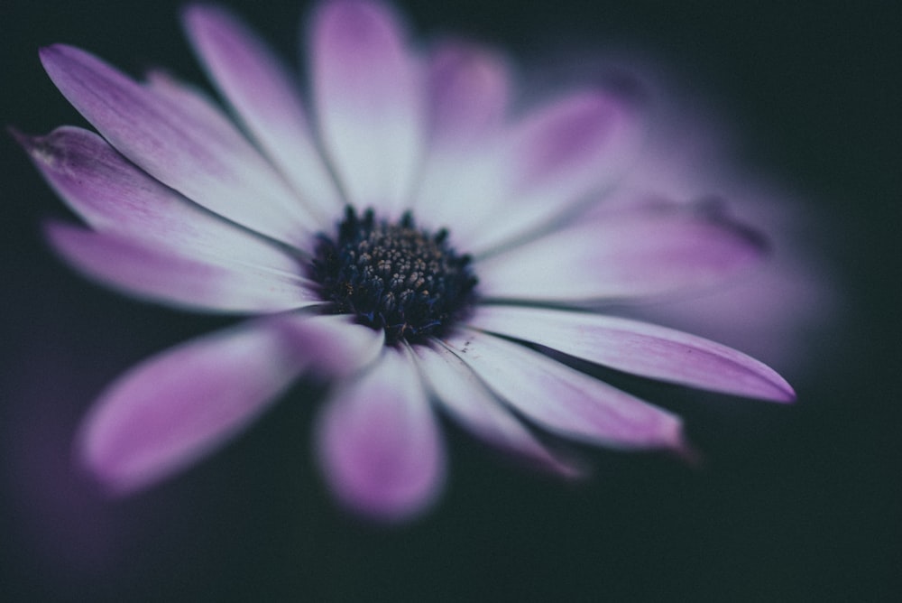 flor de pétalos rosados