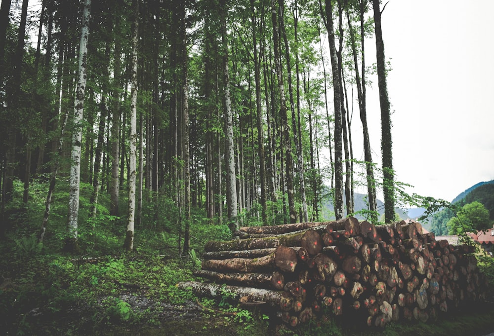 cut logs on grass