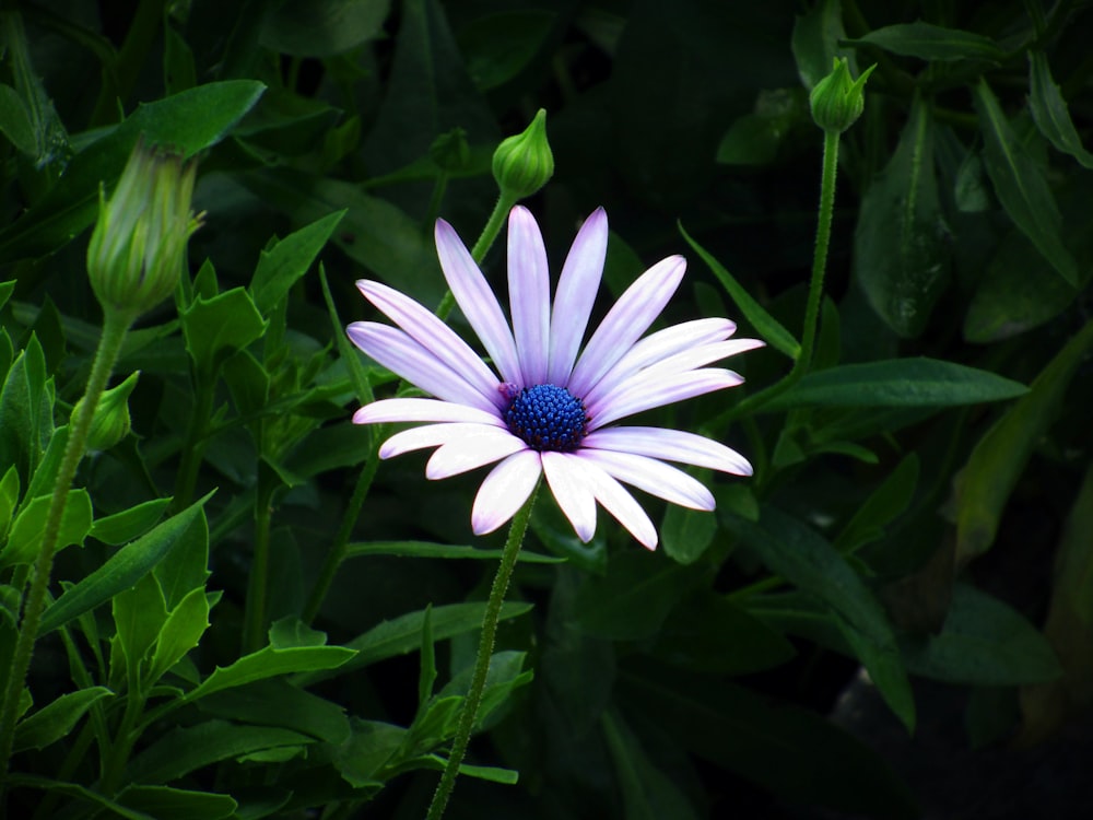 fiori dai petali rosa