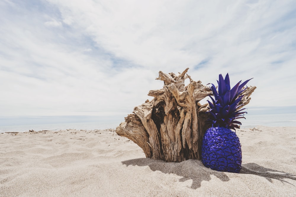 Blaue Ananas