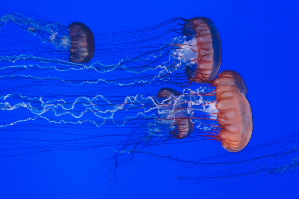 several jellyfish underwater