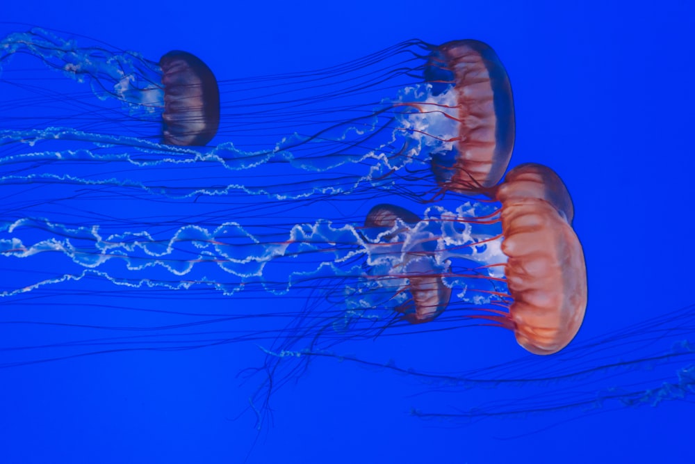 diverse meduse sott'acqua