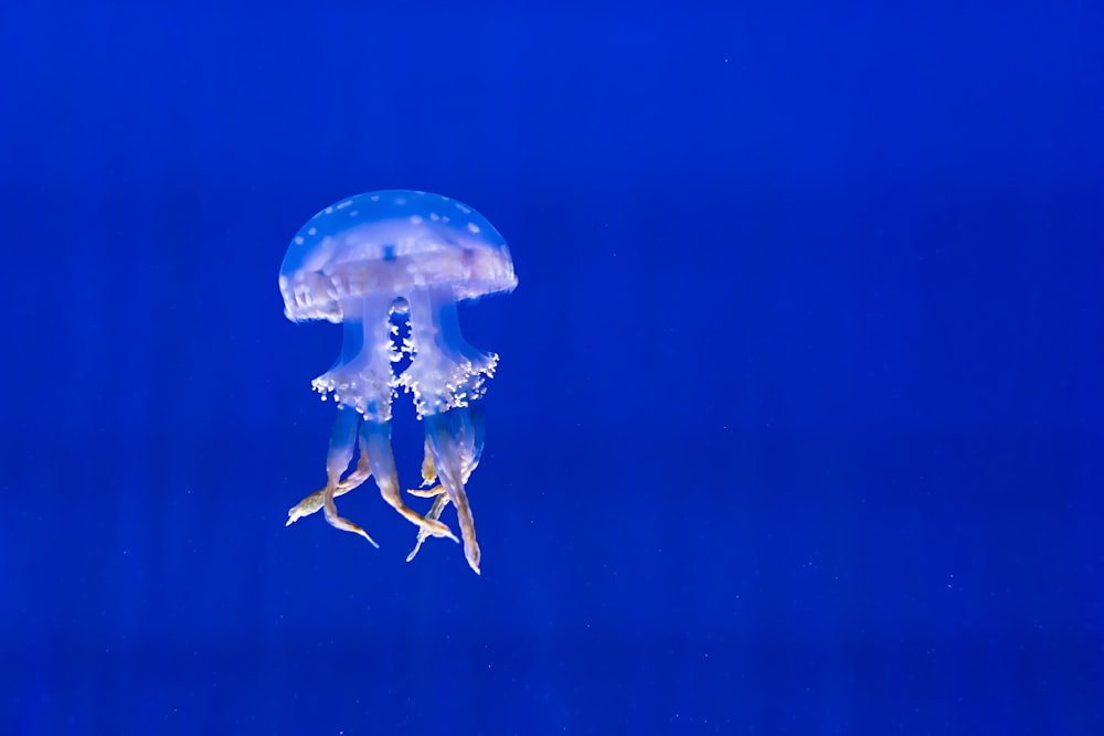 a blue jellyfish floating in the water
