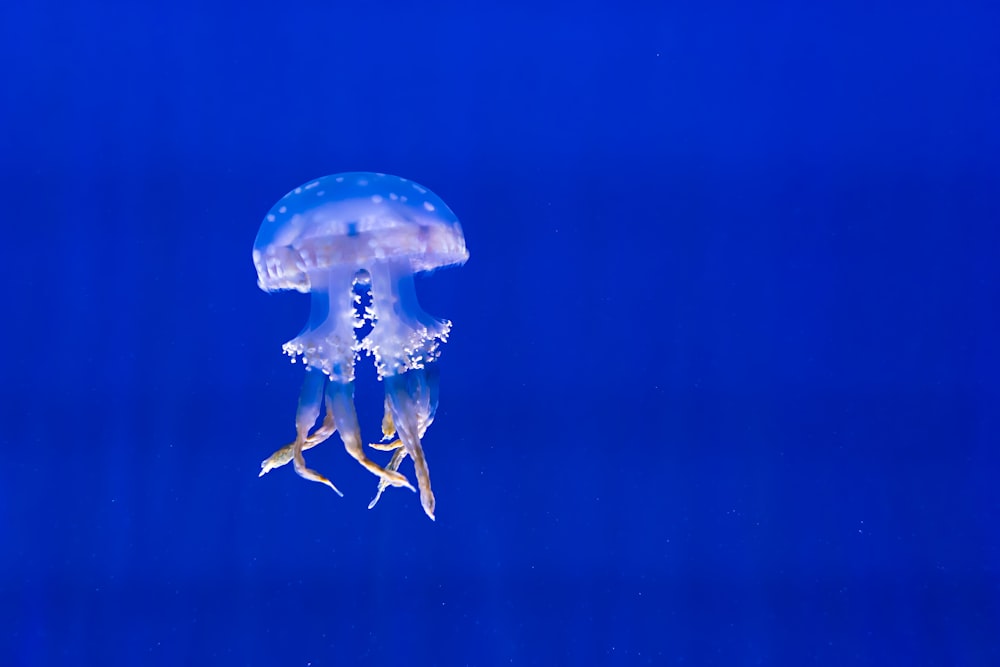 Una medusa blu che galleggia nell'acqua