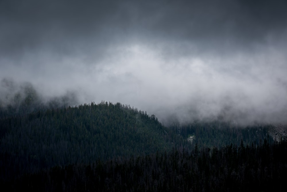 mountain under fog