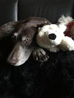 A dog with a greyish-brown coat rests its head on a black surface while cuddling a white plush toy shaped like a polar bear. The dog's eyes are slightly open, and it appears calm and relaxed.