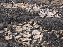 An illustration depicting climate change impacts.