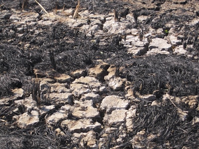 An illustration depicting climate change impacts.