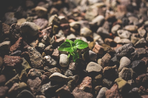 A small green plant emerges from a bed of variously sized and colored stones, suggesting resilience and growth. The focus is soft, with the plant sharply contrasting against the muted tones of the rocks.