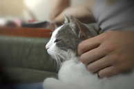 A pet owner smiling as they hold their relaxed cat after a grooming session.