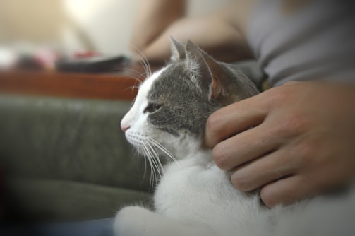 A pet owner brushing a cat’s fur gently at home.