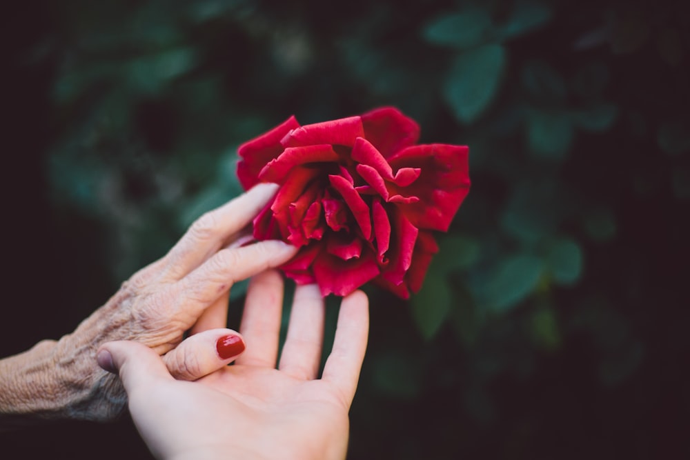 Rosa roja