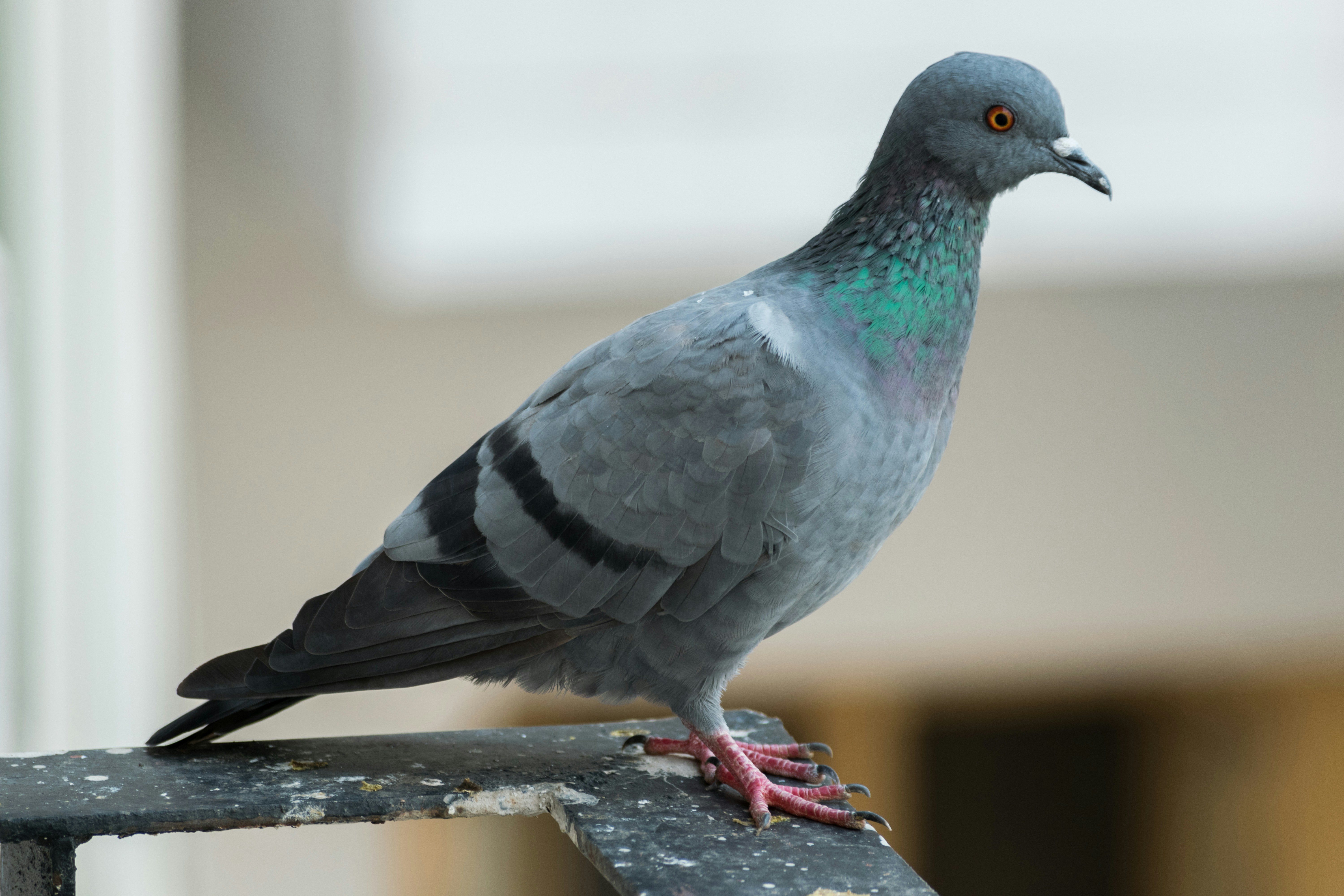 Free Unsplash photo from Adarsh Krishnan