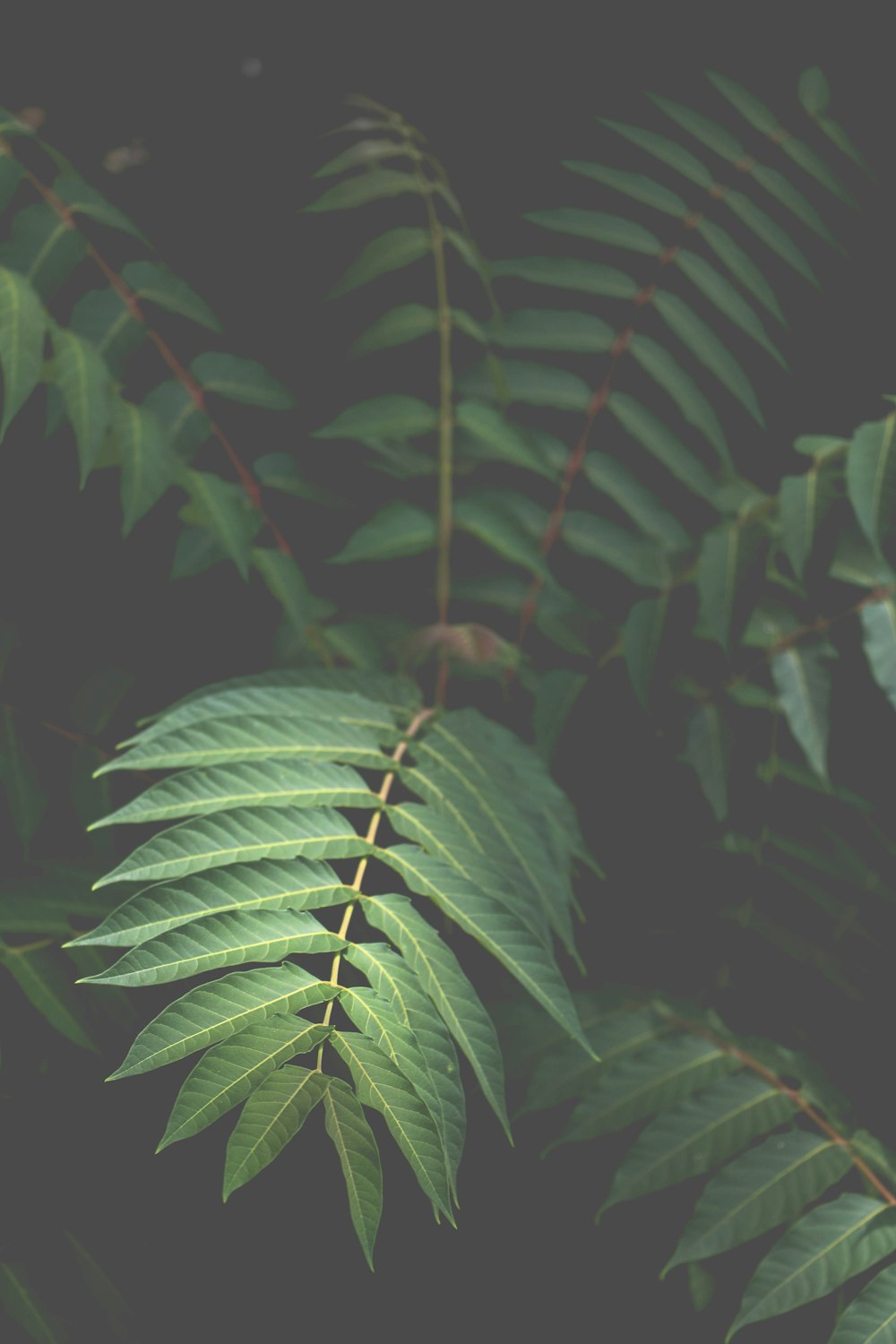 close-up photo of green leaf plant