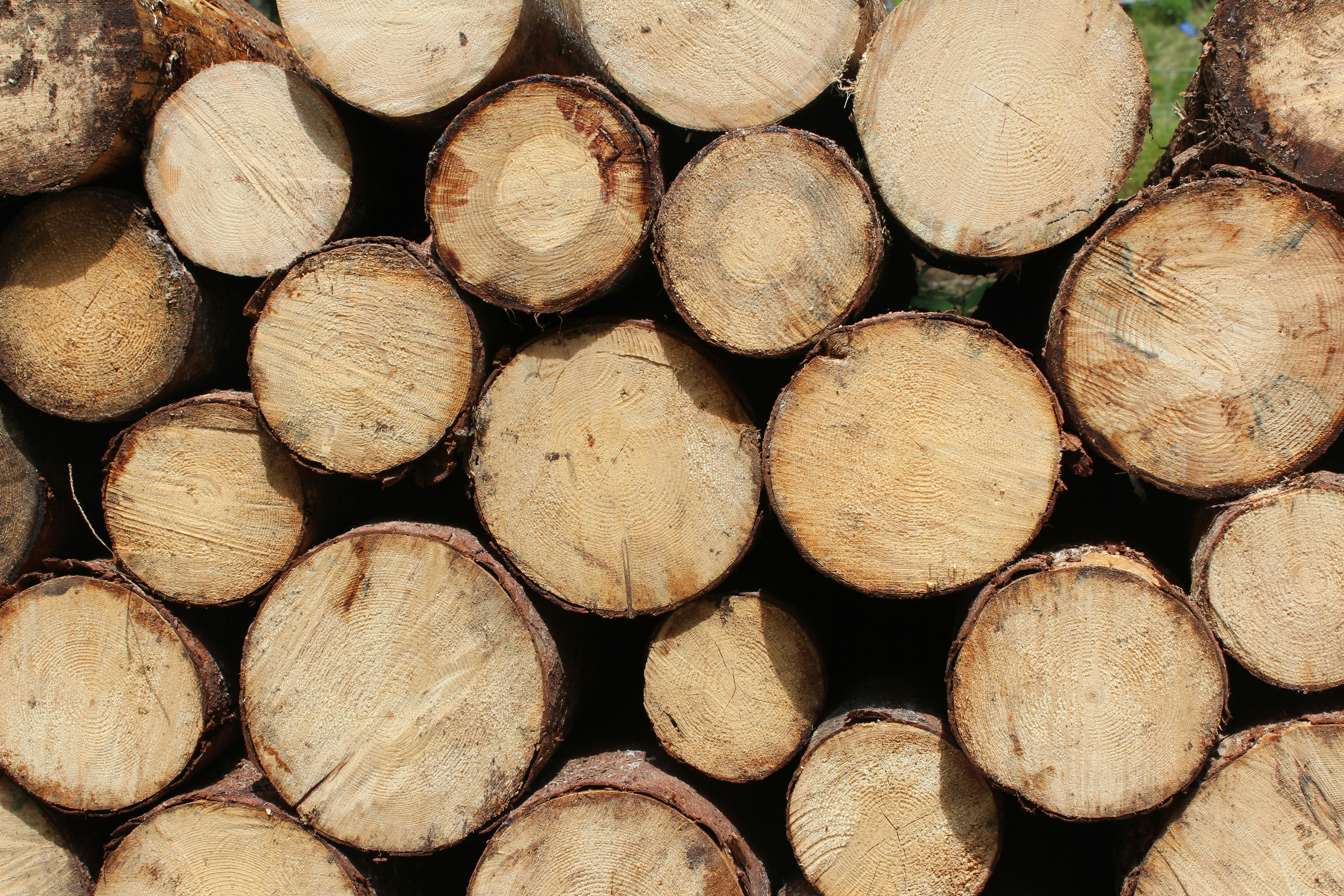 Premium Quality Firewood Supply
