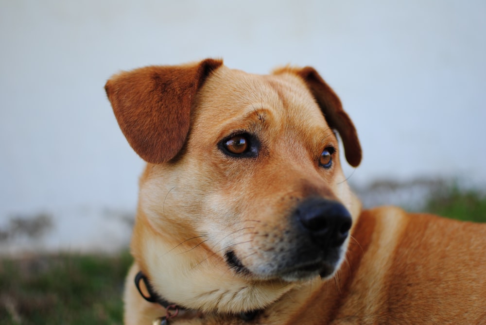 short-coated brown dog