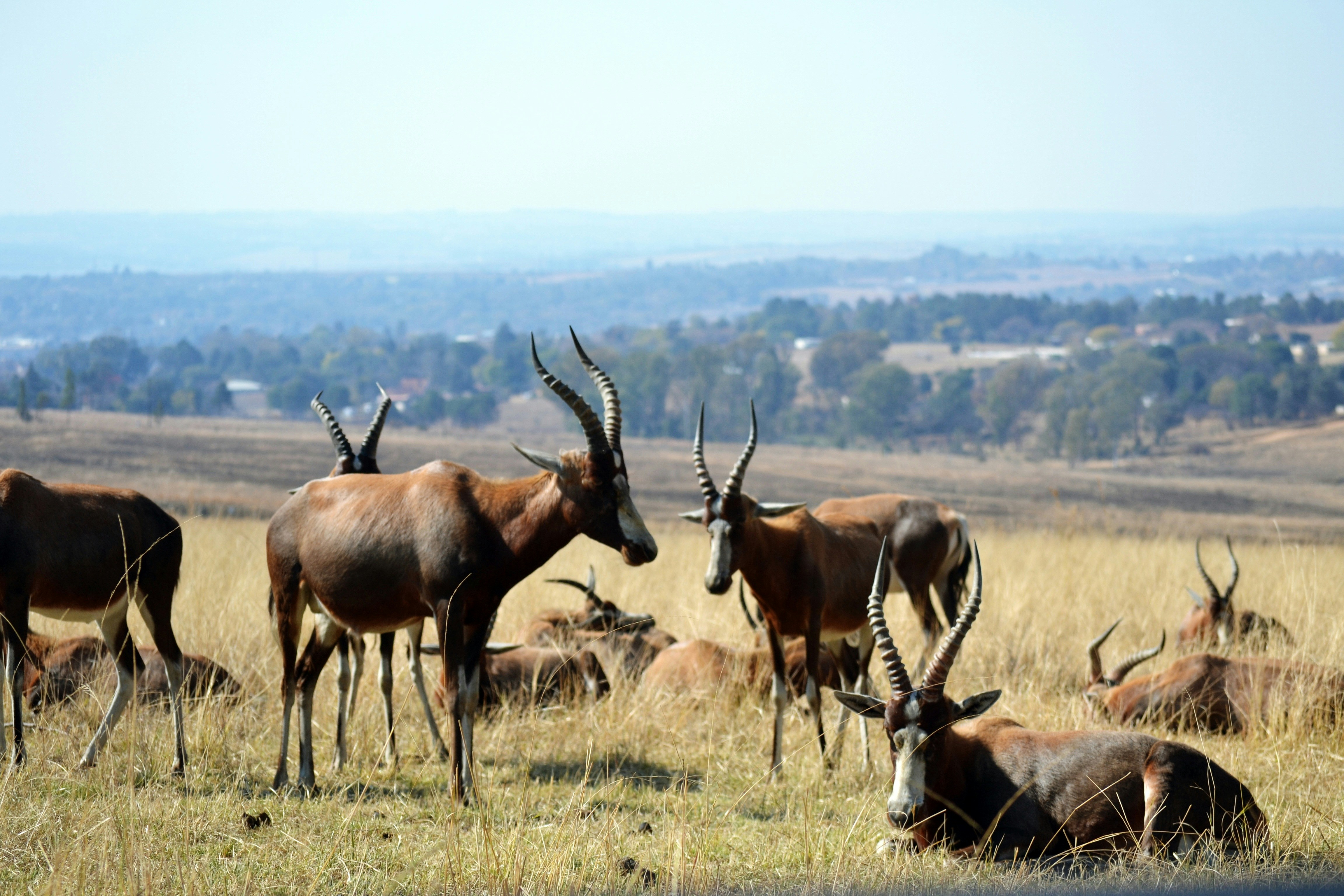 Free Unsplash photo from Carolinie Cavalli