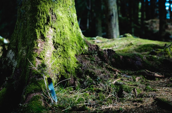 a forest floor with a feather against the mossy trunk of a large tree in the foreground
