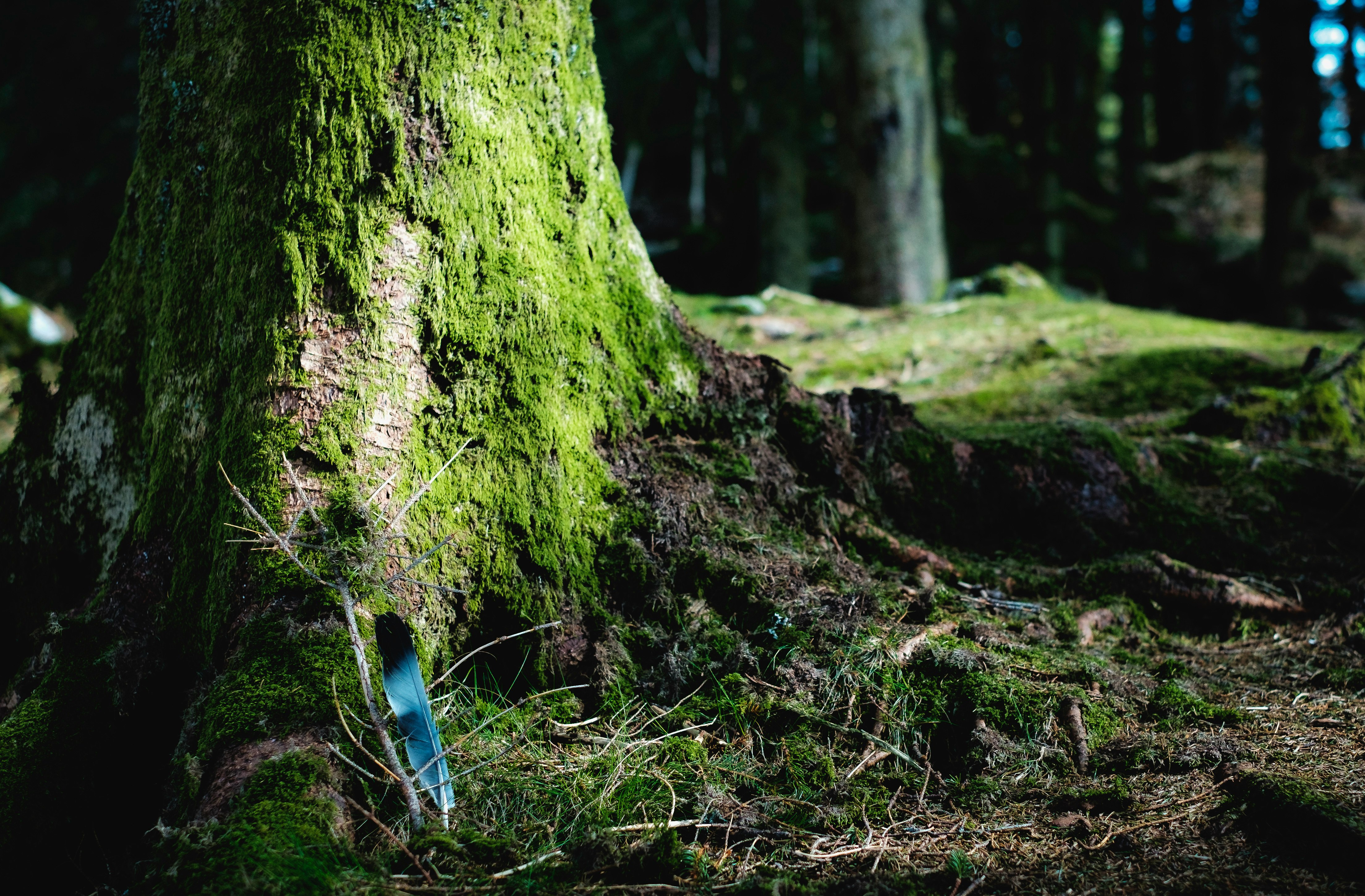 green algae covered tree