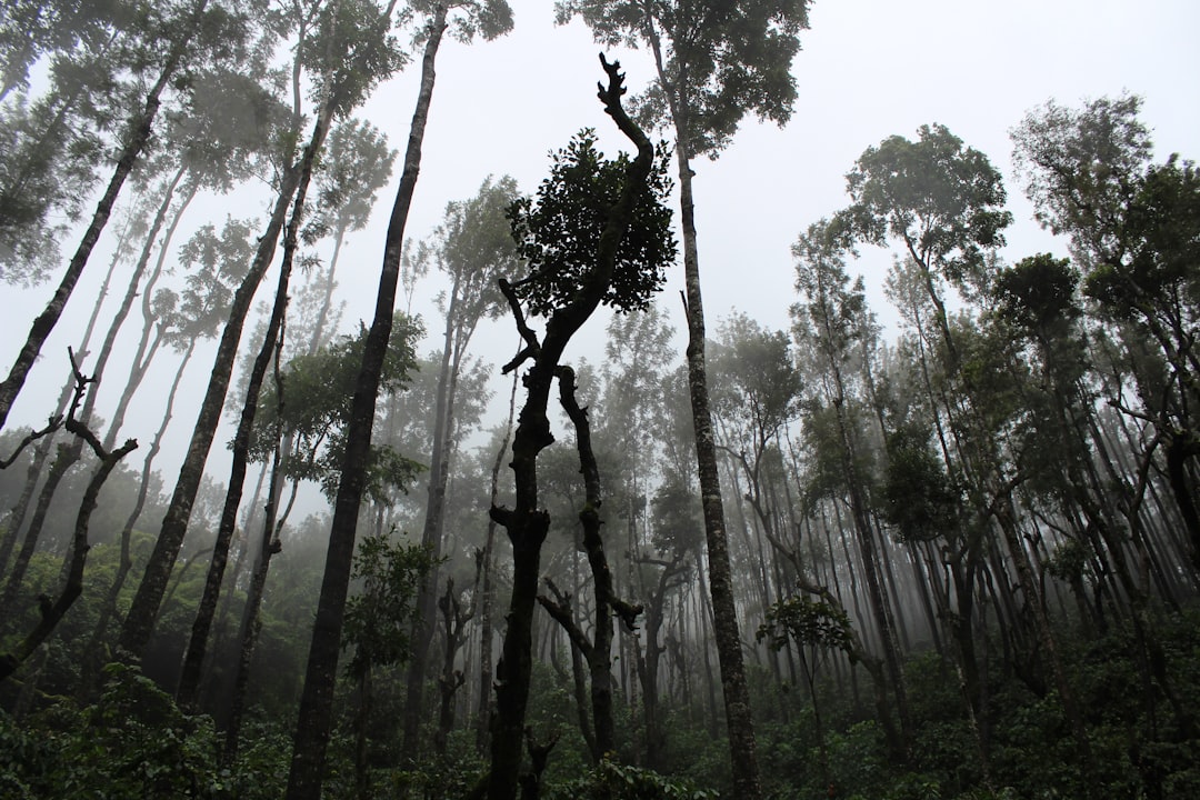 Forest photo spot Chikkamagaluru India