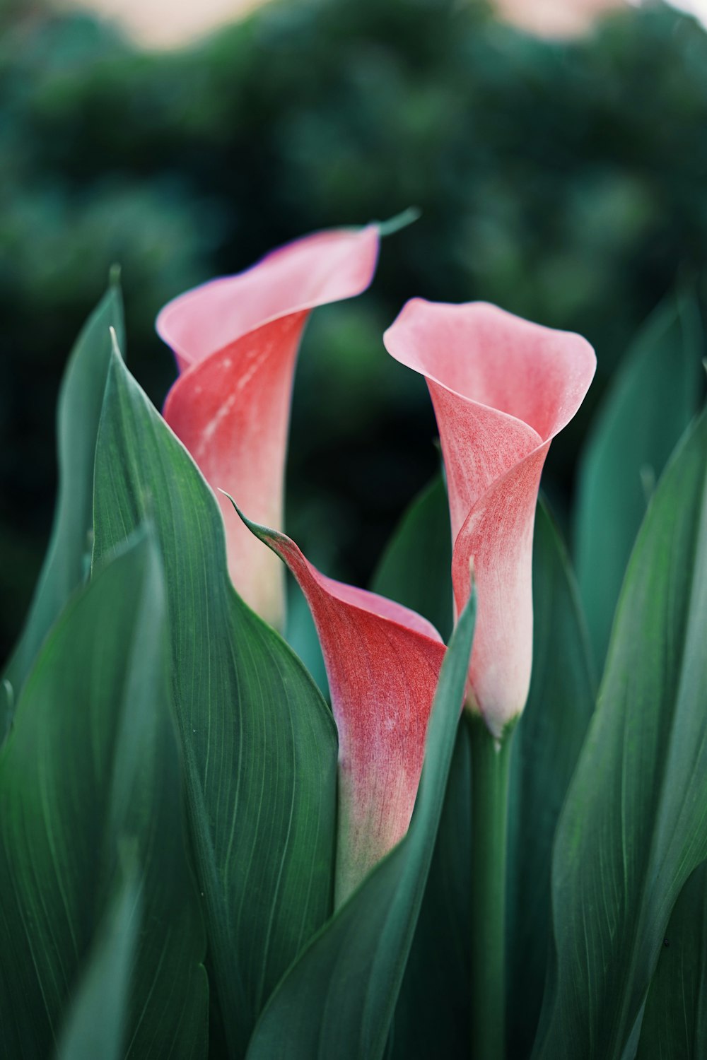 Fotografía de enfoque selectivo de flor de pétalos rosados