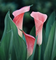 selective focus photography of pink petaled flower