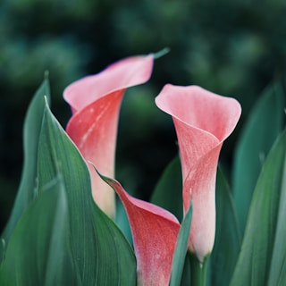 selective focus photography of pink petaled flower