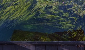 Floating aquatic plants are seen beneath clear water, with long green strands swaying around. A wooden deck or platform is visible at the bottom edge, providing a contrast to the natural scene. The water reflects some shadows, enhancing the tranquil appearance of the setting.