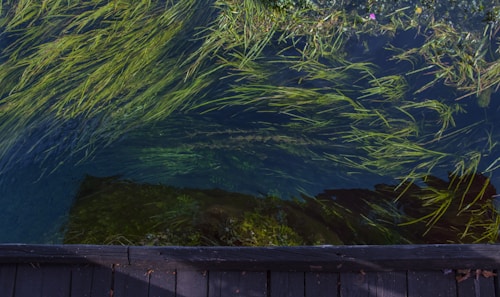Floating aquatic plants are seen beneath clear water, with long green strands swaying around. A wooden deck or platform is visible at the bottom edge, providing a contrast to the natural scene. The water reflects some shadows, enhancing the tranquil appearance of the setting.