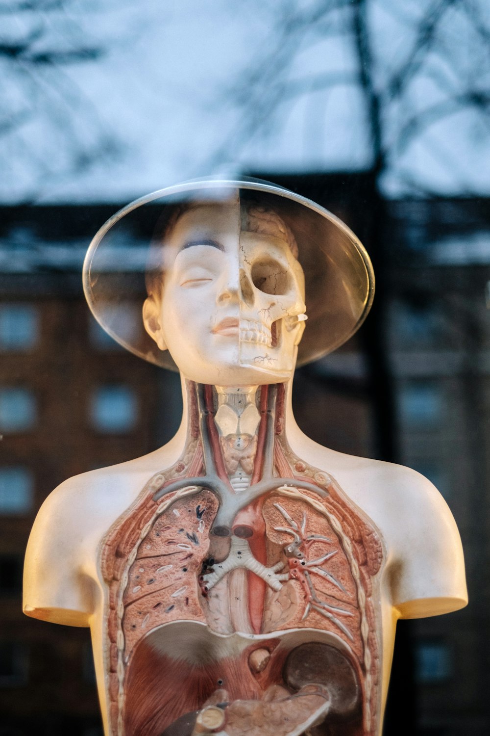 human anatomy display
