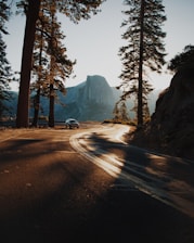 car on curve road surrounded by trees