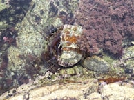 Ripples form a circular pattern in a shallow pool of water, with submerged rocks and seaweed visible beneath the surface. The water reflects light, creating a shimmering effect alongside the natural textures of the rocks and marine vegetation.