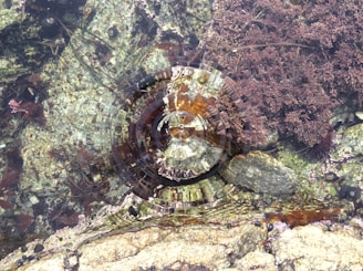 Ripples form a circular pattern in a shallow pool of water, with submerged rocks and seaweed visible beneath the surface. The water reflects light, creating a shimmering effect alongside the natural textures of the rocks and marine vegetation.