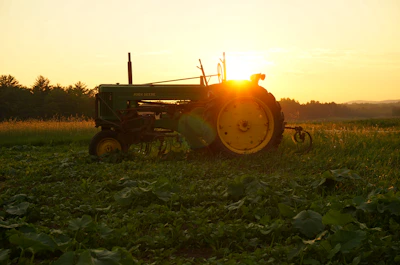 An old tractor resting beside rows of thriving crops at sunset.