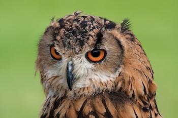 An owl with striking orange eyes and a sharp black beak is set against a blurred green background. The bird's feathers are a mix of brown, beige, and black, giving it a camouflaged appearance. Its expression is intense and focused.