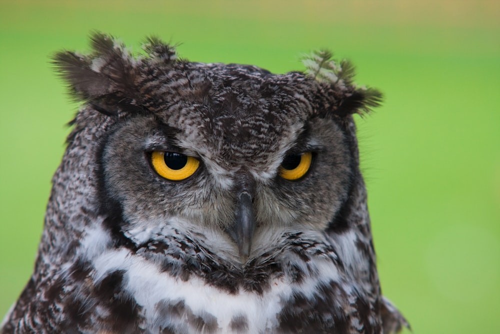 black and white owl plush toy