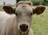 A close-up of a light-colored cow with distinctive large ears is visible. The cow's face is highlighted with a gentle expression and a yellow ear tag on its ear. The background is a blurred grassy field, giving a natural, pastoral feel.