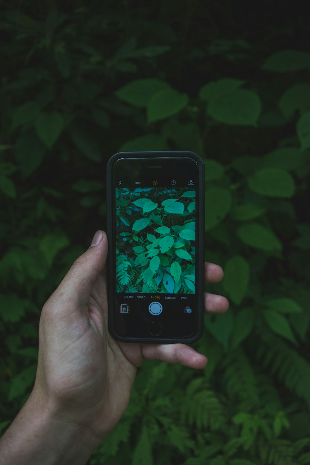 スペースグレイのiPhone 5sが緑の葉の写真を撮る