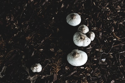 A cluster of delicate morel mushrooms emerging from damp soil under autumn leaves.