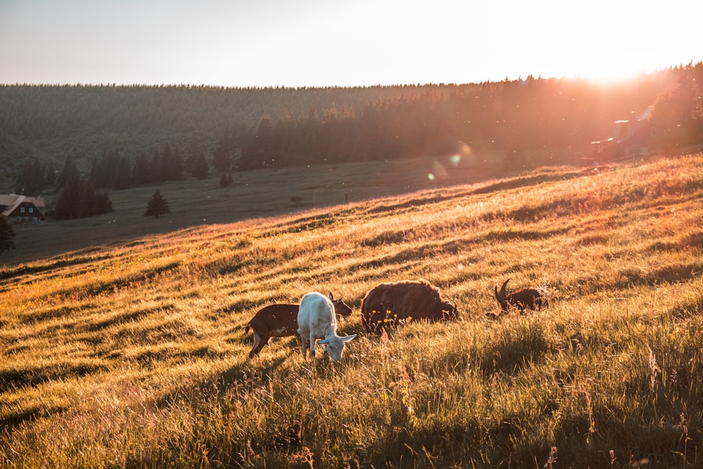 goats eating grass during day time