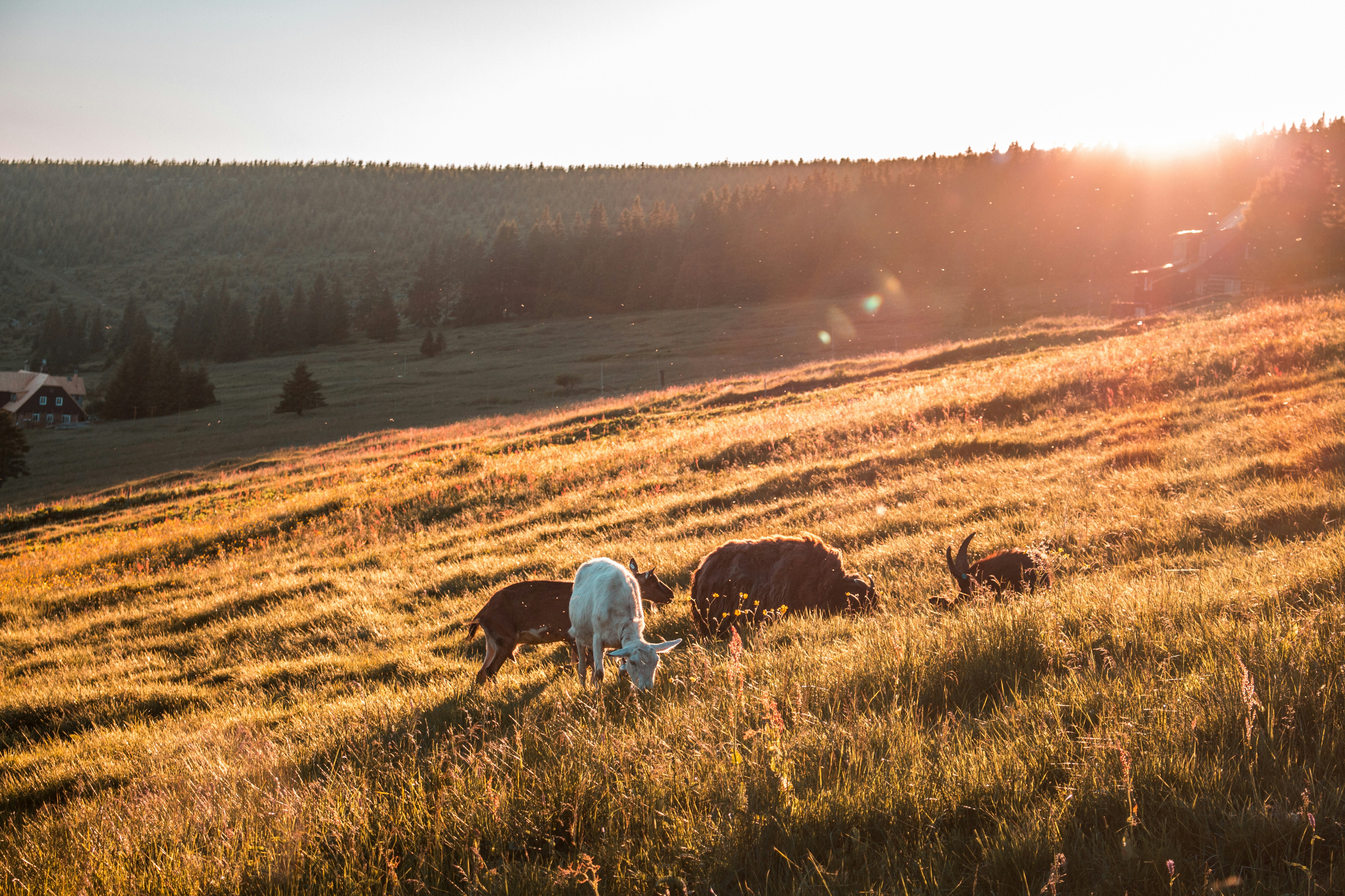 goats eating grass during day time