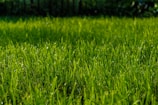 A lush, green lawn stretches across the foreground, with dewdrops glistening on the blades of grass in the sunlight. The grass appears well-maintained and vibrant, with a softly blurred background of more greenery, suggesting a garden or park setting.