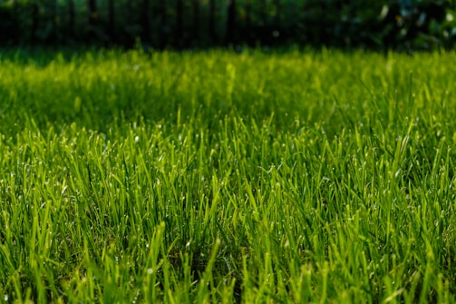 A lush, green lawn stretches across the foreground, with dewdrops glistening on the blades of grass in the sunlight. The grass appears well-maintained and vibrant, with a softly blurred background of more greenery, suggesting a garden or park setting.