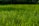 A lush, green lawn stretches across the foreground, with dewdrops glistening on the blades of grass in the sunlight. The grass appears well-maintained and vibrant, with a softly blurred background of more greenery, suggesting a garden or park setting.